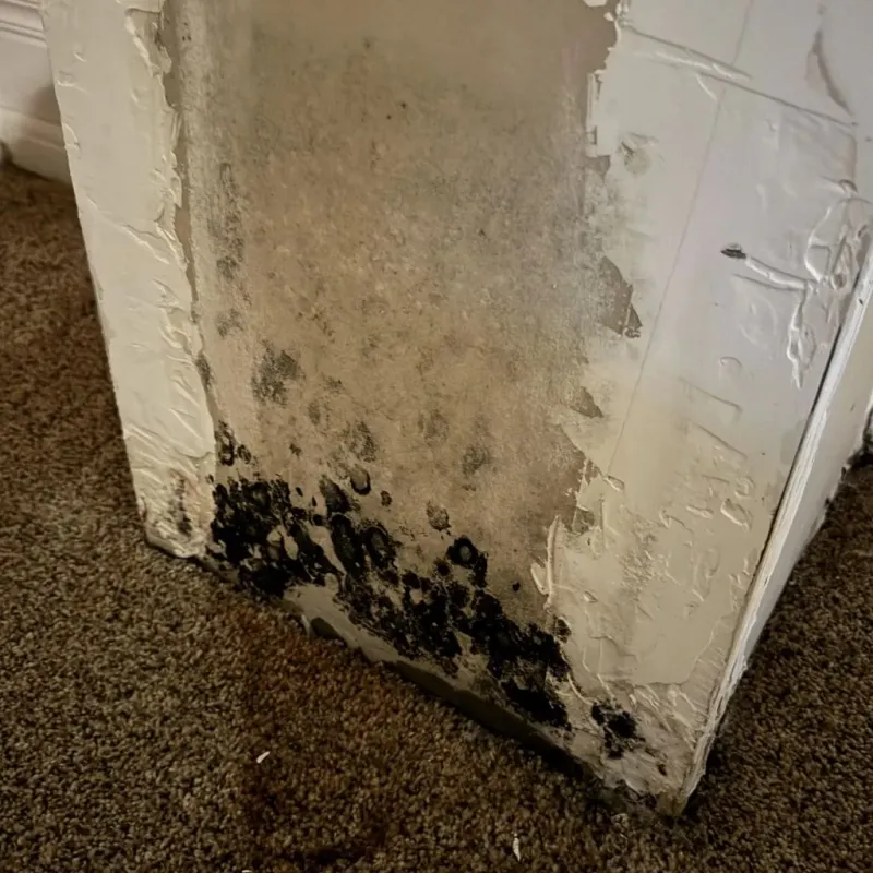 Professional Mold Removal in Granville County, NC